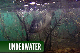 Galeria de fotos underwater